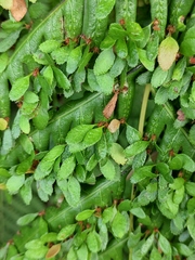 Woodwardia prolifera