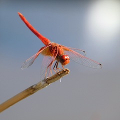 Trithemis kirbyi