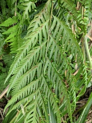 Woodwardia prolifera