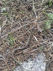 Thamnophis elegans terrestris