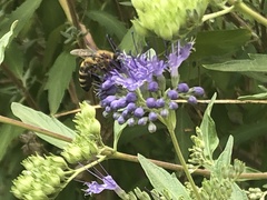 Apinae
