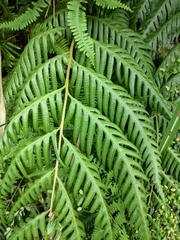 Woodwardia prolifera
