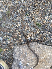 Thamnophis elegans terrestris