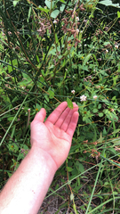 Persicaria sagittata