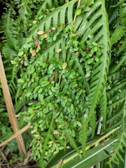 Woodwardia prolifera