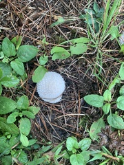 Lycoperdon curtisii