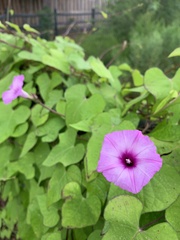 Ipomoea cordatotriloba