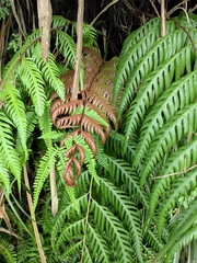 Woodwardia prolifera