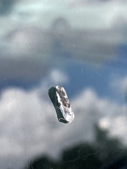 Ponometia erastrioides