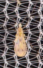 Cecidomyiidae