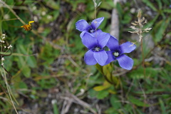 Gentianopsis ciliata