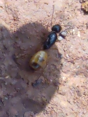 Camponotus fedtschenkoi