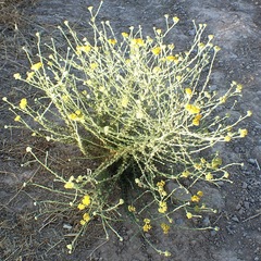Helichrysum italicum