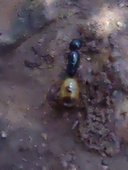 Camponotus fedtschenkoi