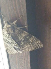 Catocala fraxini