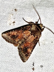 Lacinipolia meditata