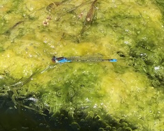 Erythromma viridulum