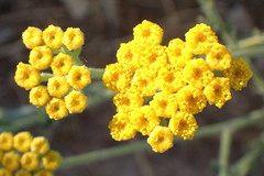 Helichrysum italicum