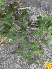 Senecio scandens