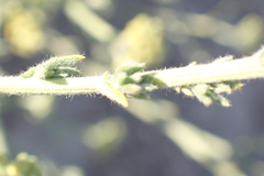 Helichrysum italicum