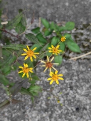 Senecio scandens