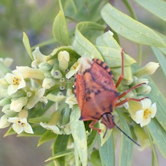Carpocoris mediterraneus atlanticus