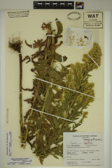 Solidago fallax molina