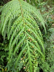 Woodwardia prolifera