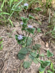 Elephantopus tomentosus