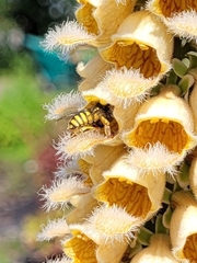 Anthidium manicatum