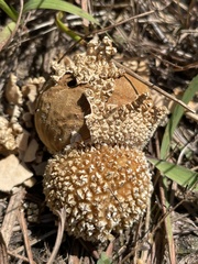 Lycoperdon marginatum