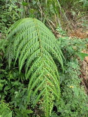 Woodwardia prolifera