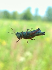 Pseudochorthippus curtipennis