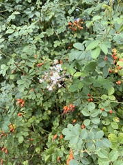 Rubus fruticosus
