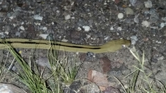 Bogertophis subocularis