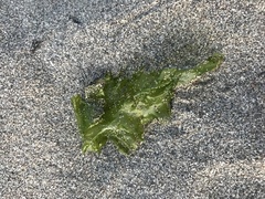 Ulva