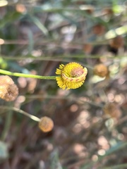 Helenium puberulum