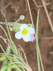 Nerisyrenia camporum