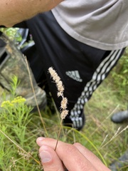 Carex vulpinoidea