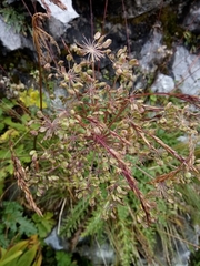 Peucedanum ostruthium