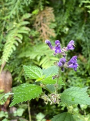 Salvia formosana