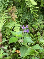 Salvia formosana
