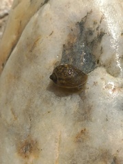 Lymnaeoidea