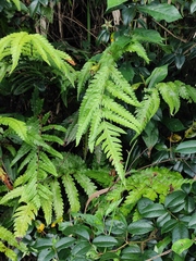 Woodwardia japonica