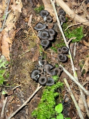 Craterellus fallax