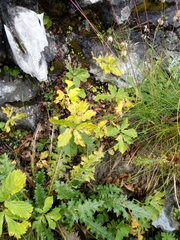 Peucedanum ostruthium