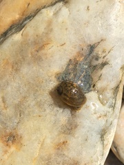 Lymnaeoidea