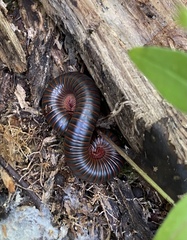 Narceus americanus