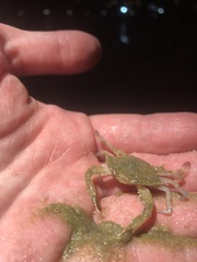 Portunidae