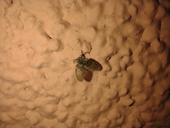 Clogmia albipunctata